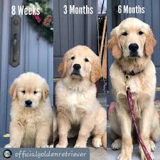 So What S Your Favorite Golden Stage Golden Retriever Facebook