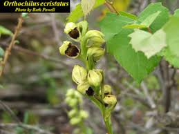 Image result for Orthochilus