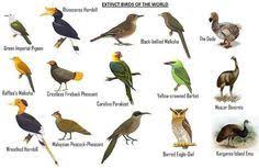 Save Wildlife From Extinction Images Frompo Extinct Birds Birds Pictures With Names Wild Birds Unlimited