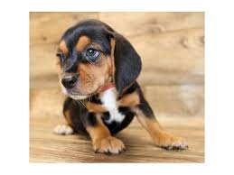 Beagle puppies are amazing companions. Beagle Dog Female Black Tan White 2809208 Petland Chillicothe