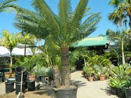 Image result for Cycas thouarsii