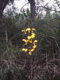 Image result for Eulophia streptopetala