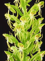 Image result for Habenaria perpulchra