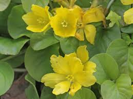 Image result for Lysimachia