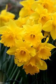 Posts About Flowers Botany On Rosemary S Blog Ornamental Cherry Flowers Daffodils
