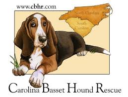 Basset hound puppies coming from normal dog breeding farms are often offered from around $700 to $1500/puppy.these are the puppies with normal family records, over 95% of blood purity and are often raised as family pets. Home Carolina Basset Hound Rescue