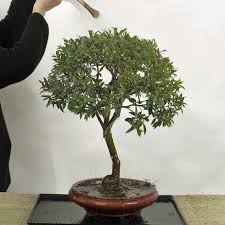 Frische Erde Fur Den Bonsai In 2020 Bonsai Garten Beschnitten