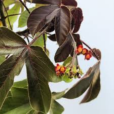 Image result for Jatropha gossypiifolia