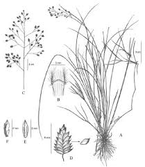 Image result for Eragrostis paniciformis