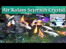 Cara Menjernihkan Air Kolam Youtube