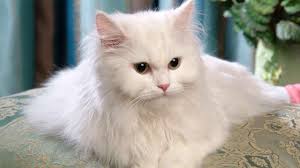 Pengertian teks biografi teks biografi adalah suatu tulisan yang mengulas mengenai kehidupan seseorang atau cerita hidup seseorang selama ia masih hidup. 10 Contoh Teks Deskripsi Singkat Pajang 2021