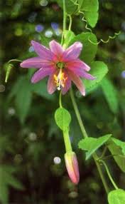 Image result for Passiflora mollissima