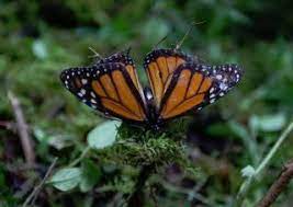 Santuarios De Mariposa Monarca Abren Hoy Con Imagenes Mariposa Monarca Monarcas Mariposas