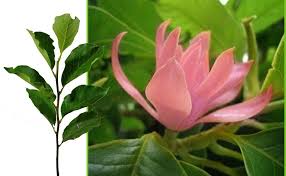 Daftar nama bunga, gambar bunga cantik, indah, unik, dan langka, lengkap dengan penjelasannya. Gambar Bunga Kantil Sepasang Mimpi Sepasang Mata Yang Biru Bunga Kantil Memiliki Makna Jiwa Spiritual Yang Kuat Untuk Me Bunga Menggambar Bunga Penjual Bunga