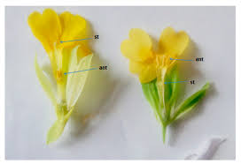 Image result for Primulaceae