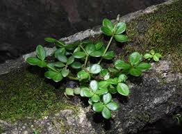 Image result for Peperomia fernandopoiana