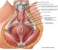 Male Pelvic Floor Jpg 667 585 Pelvic Floor Body Health Human Anatomy