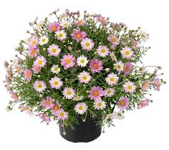 Image result for foto Kopretina