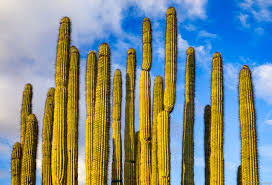 .cactus national monument is a u.s. Organ Pipe Cactus Organ Pipe Cactus National Monument Arizona Grant Ordelheide Photography