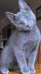 Russian Blue Cat Breeders Near Me - Cat Kingpin