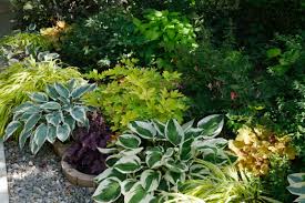 Vous pouvez également fertiliser vos plantes avec de la nourriture et des. Ou Planter Les Hostas Avec Quoi Hortus Focus I Mag