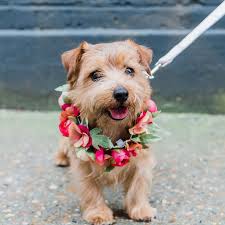 Dog Wedding Style Birmingham Wedding Photographer Parrot And Pineapple Dog Wedding Wedding Pets Floral Dog Collars