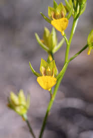 Image result for Orthochilus