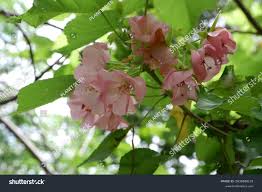 Image result for Dombeya acutangula