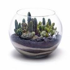 Fanus Susleme Ornekleri 5 Terraria Cactus Terrarium Etli Yaprakli Bitkiler