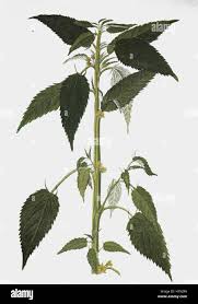 Image result for Corchorus schimperi