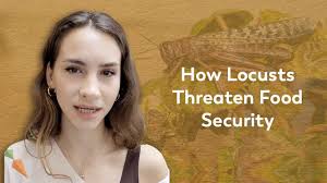 Why Were Locusts Swarming In East Africa?