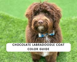 What is about a chocolate labradoodle? Best Chocolate Labradoodle Coat Color Guide 2021 We Love Doodles