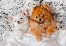Maybe you would like to learn more about one of these? Free Jigsaw Puzzles Jigsaw Puzzle Games At Thejigsawpuzzles Com Play Free Online Jigsaw Puzzles Cute Animals Pomeranian Puppy Chihuahua