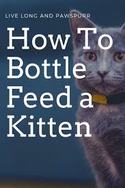 How To Bottle Feed A Kitten Live Long And Pawspurr In 2020 Feeding Kittens Bottle Feeding Pet Care Cats