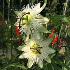 Image result for Passiflora caerulea