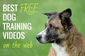 Dog trainer center near me we are a professional dog training facility located in hubbard, ohio whose goal. 6 Best Free Online Dog Training Video Courses Tips From Pro Trainers