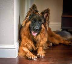 The nature of these hairs is silky and a soft texture. Long Coat German Shepherd Dog By Grunwald Haus German Shepherd Dogs Shepherd Dog Black German Shepherd