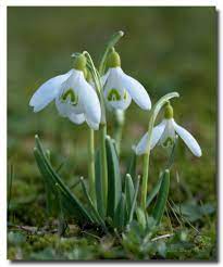 Snowdrop Schneeglockchen Snowdrop Flowersdesignart Flowersdesignbirthday Flowersdesigncard Flowersdesign Beautiful Flowers Spring Flowers Love Flowers
