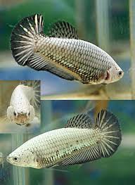 He will keep growing until fully grown at 9 months. Aquabid Com Halfmoon Plakat Auctions Fri Oct 31 01 36 49 2014 Betta Betta Fish Siamese Fighting Fish