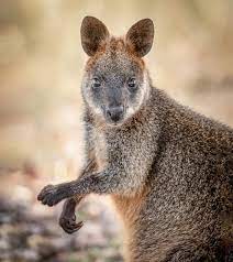 They can range from 12 to41 inches tall. Swamp Wallabies Conceive New Embryo Before Birth A Unique Reproductive Strategy Eurekalert Science News