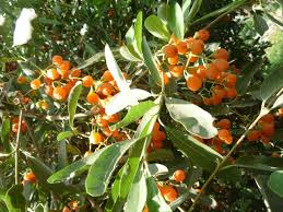 Image result for Cordia sinensis