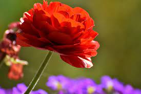Fiori simili alle rose : Fiori Simili Alle Rose Nome