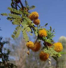 Image result for Rhynchosia holstii