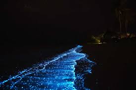 Maybe you would like to learn more about one of these? Menakjubkan Pantai Pantai Di Dunia Berikut Bercahaya Pada Malam Hari Blog Unik