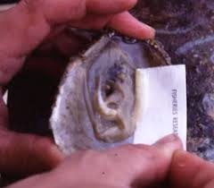 Image result for Bonamia