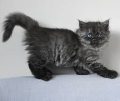 Best siberian kitten of the year iw bw basilicblessing trinity star brown (black) classic torbie/white bred by: Siberian Kittens Siberian Cat For Sale Siberian Kittens For Sale Cartier Siberians Kittens