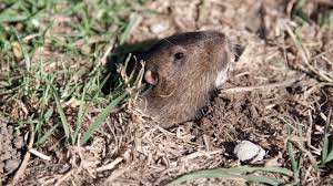 Ein maulwurf im garten frisst viele schädlinge, verwandelt aber den rasen in eine kraterlandschaft. Wuhlmause So Vertreiben Sie Die Nager Aus Dem Garten Schoner Wohnen