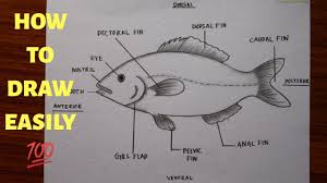 Download 2,737 catfish stock illustrations, vectors & clipart for free or amazingly low rates! How To Draw And Label Diagram Of Fish Easily Step By Step How To Draw Fish In Just 5 Minutes Youtube