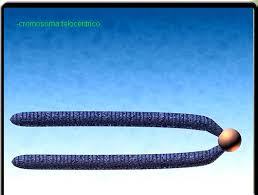 Resultado de imagen para cromosoma acrocentrico
