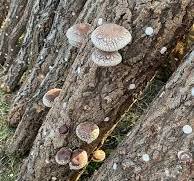 ビニールハウス圃場の原木椎茸の様子 | マルハチ椎茸【原木生 ...